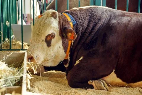 Beef cattle. bull 写真素材