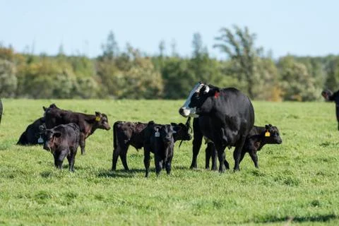 Beef cattle calves Stock Photos