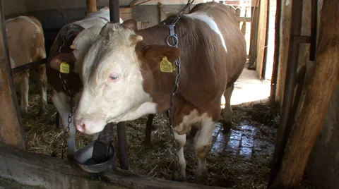 Beef cattle closed system 1 Stock Footage 39678359