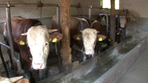 Beef cattle closed system 2 Stock Footage 39678310