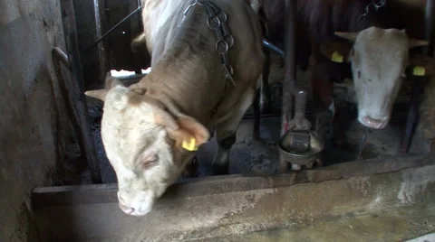 Beef cattle closed system 5 Stock-Footage 39677829