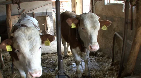 Beef cattle closed system 6 Stock-Footage 39678502