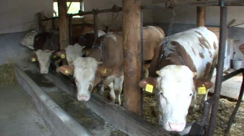 Beef cattle closed system Stock Footage 39678471