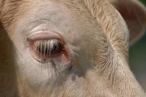 Beef cattle cows. Close-up of a cow's eye Stock Photos