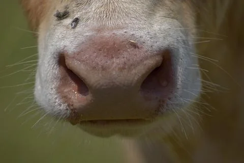 Beef cattle cows. Close-up of a cow's nose Stock Photos