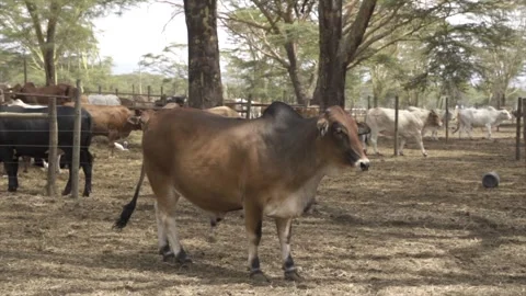 Beef cattle at a farm. 스톡 동영상 282376503