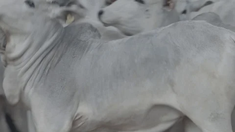 Beef cattle in feedlot looking at the camera Stock Footage 129453389