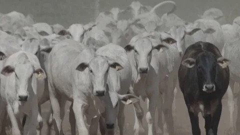 Beef cattle in feedlot looking at the camera Stock Footage 129453456