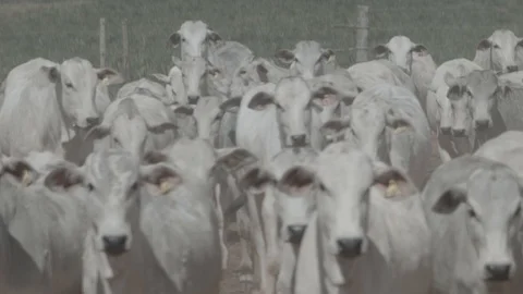 Beef cattle in feedlot looking at the camera Stock Footage 129453485