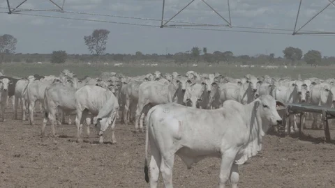 Beef cattle in feedlot looking at the camera Stock Footage 129453555