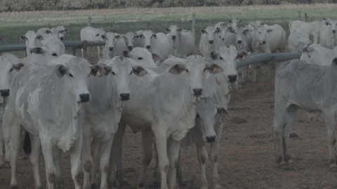 Beef cattle in feedlot looking at the camera Stock Footage 129453567