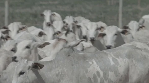Beef cattle in feedlot looking at the camera Stock Footage 129453588