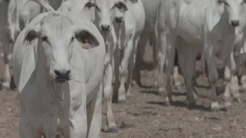 Beef cattle in feedlot looking at the camera Stock Footage 129453652