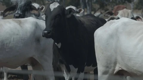 Beef cattle in feedlot looking at the camera Stock Footage 129453695