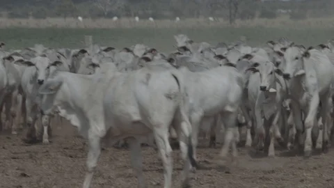 Beef cattle in feedlot looking at the camera Stock Footage 129453883