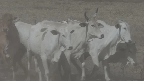 Beef cattle in feedlot looking at the camera Stock Footage 129453886