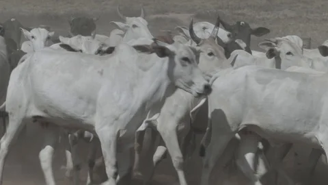 Beef cattle in feedlot looking at the camera Stock Footage 129453921