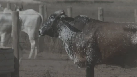 Beef cattle in feedlot looking at the camera Stock Footage 129453949