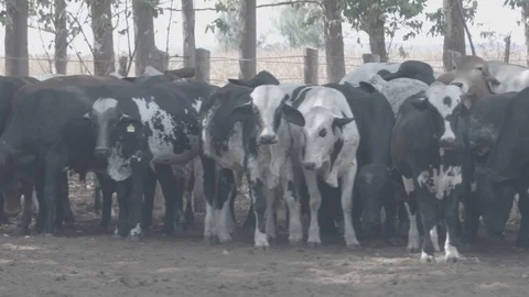 Beef cattle in feedlot looking at the camera Stock Footage 129453962