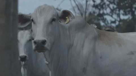 Beef cattle in feedlot looking at the camera Stock Footage 129454004