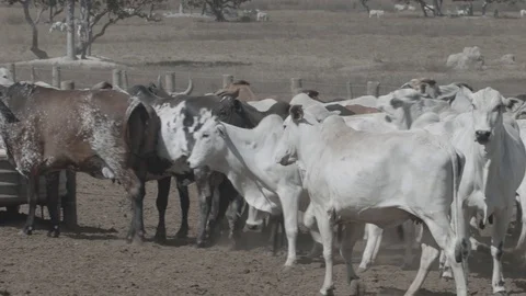 Beef cattle in feedlot looking at the camera Stock Footage 129454050