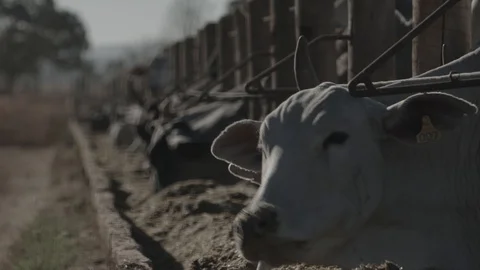 Beef cattle in feedlot looking at the camera Stock Footage 129454073
