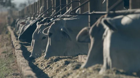 Beef cattle in feedlot looking at the camera Stock Footage 129454082