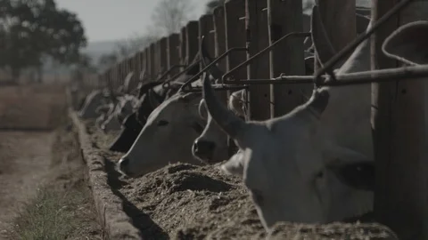 Beef cattle in feedlot looking at the camera Stock Footage 129454105
