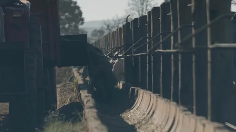 Beef cattle in feedlot looking at the camera Stock Footage 129454316