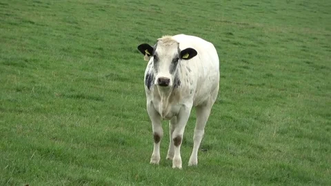 Beef cattle in a field Stock Footage 78776252