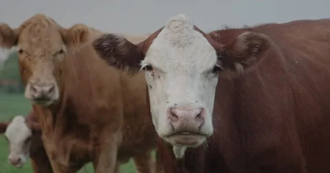 Beef cattle in field Stock Footage 142323257