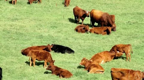 Beef cattle Video stock 17188148