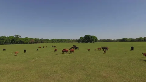 Beef Cattle Stock Footage 218623383