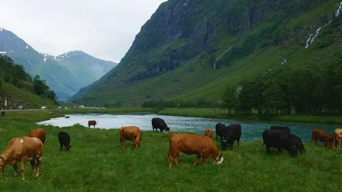 Beef Cattle on free range pasture grazing on green grass near a busy road. Stock Footage 120036458