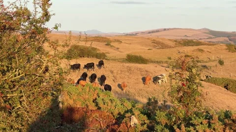 Beef cattle free roaming on Wales field farm dairy production eco friendly Stock Footage 346163907