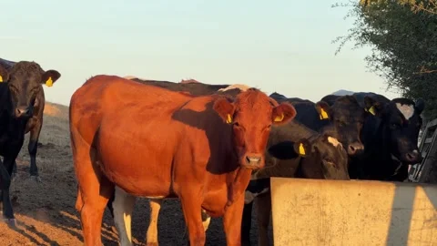 Beef cattle free roaming on Wales field farm dairy production eco friendly Stock Footage 346163987