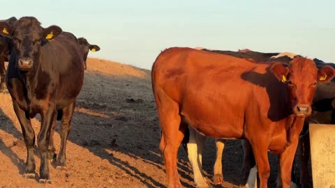 Beef cattle free roaming on Wales field farm dairy production eco friendly Stock Footage 346164037