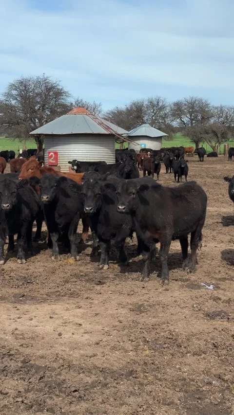 Beef Cattle Gathered In A Feedlot With Grain Silos In The Background. - 動画素材 345117147