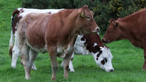 Beef cattle in grass field Video stock 196925130
