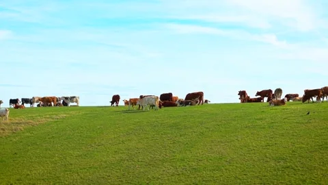 Beef cattle grazing across rolling farmland. Brown, white and black cows with Stock Footage 346812722