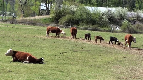 Beef cattle grazing Video stock 45868816