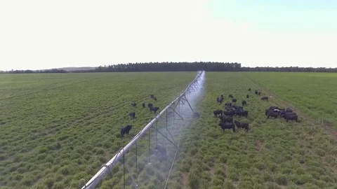 Beef cattle grazing on the irrigation pivot drone image Stock Footage 129449786