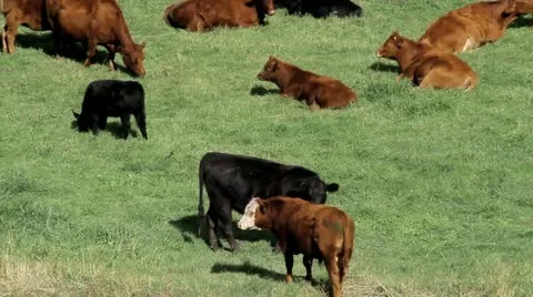 Beef cattle in a green field Stock Footage 17184640