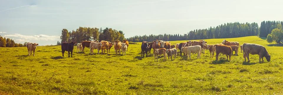 Beef cattle - herd of cows grazing in the pasture Stock Photos