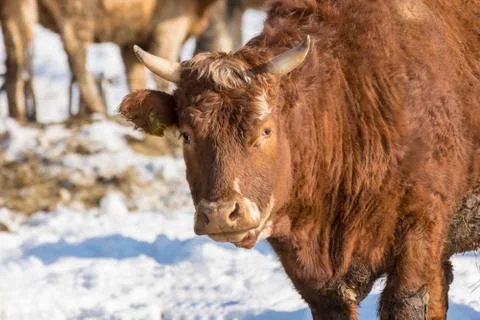 Beef cattle with horn looking in to camera Stock Photos