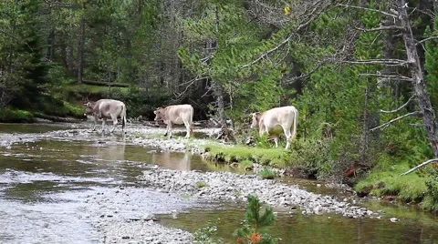 Beef cattle at liberty strolling in the fields of high mountain Spanish Pyrenees Stock Footage 40730597