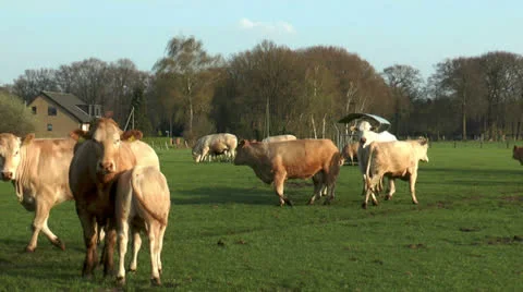 Beef cattle on meadow Stock Footage