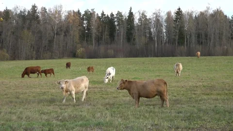 Beef cattle in the meadow Stock Footage 163861019