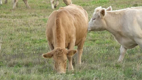 Beef cattle in the meadow Stock Footage 163861050