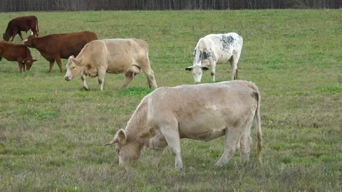 Beef cattle in the meadow Stock Footage 163861054